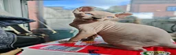 Sphynx cats for sale: Last boy available. READY NOW - Advert 3