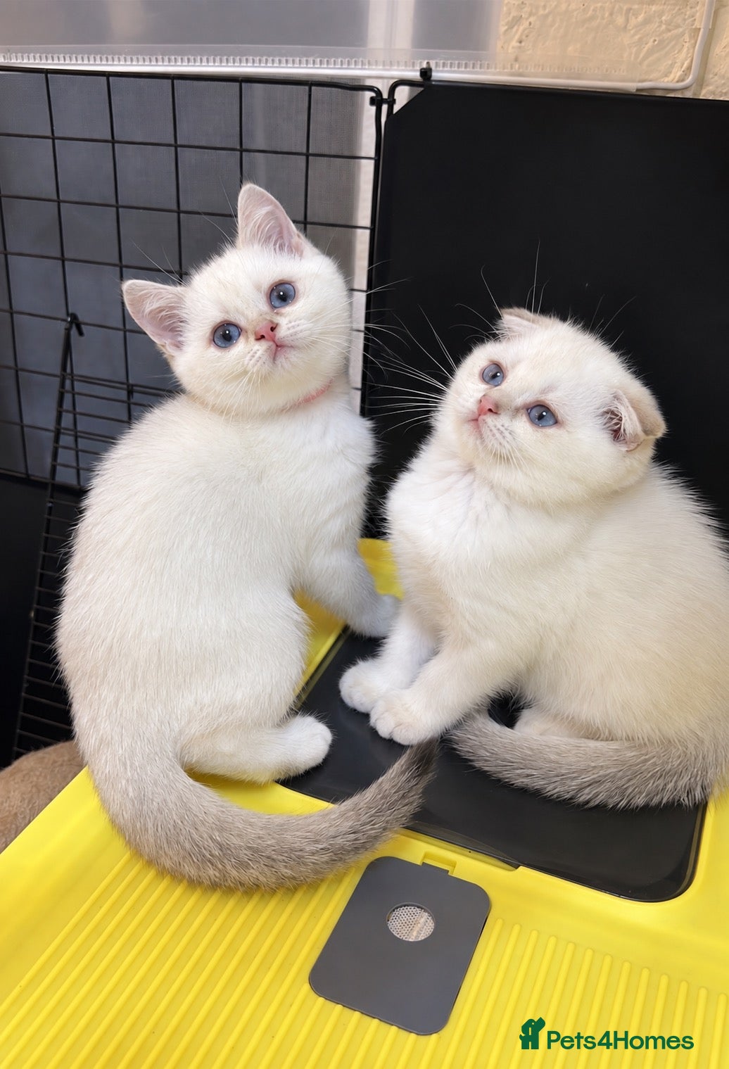 Scottish Fold cats Four Little Snowflakes with Unreal Blue Eyes  - Advert 3