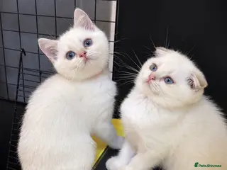 Scottish Fold cats Four Little Snowflakes with Unreal Blue Eyes - Advert 3