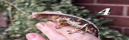 Gecko reptiles for sale: Various crested geckos  - Advert 10