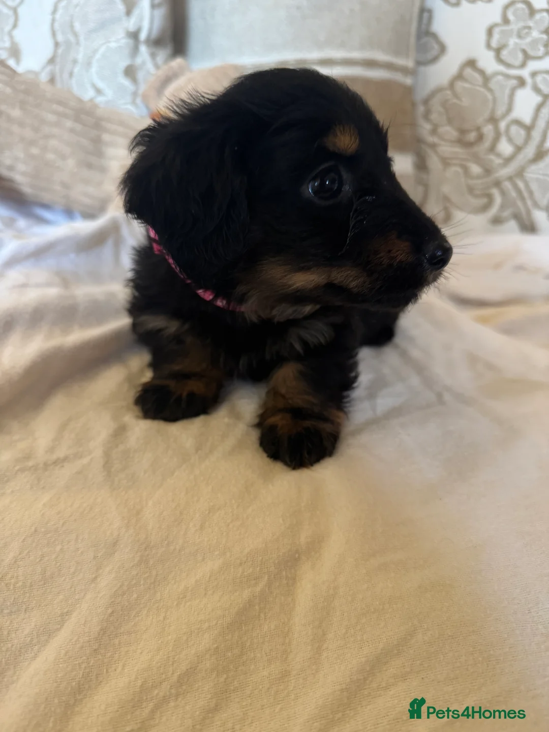 Miniature Dachshund dogs for sale: Miniature dachshunds - Advert 2