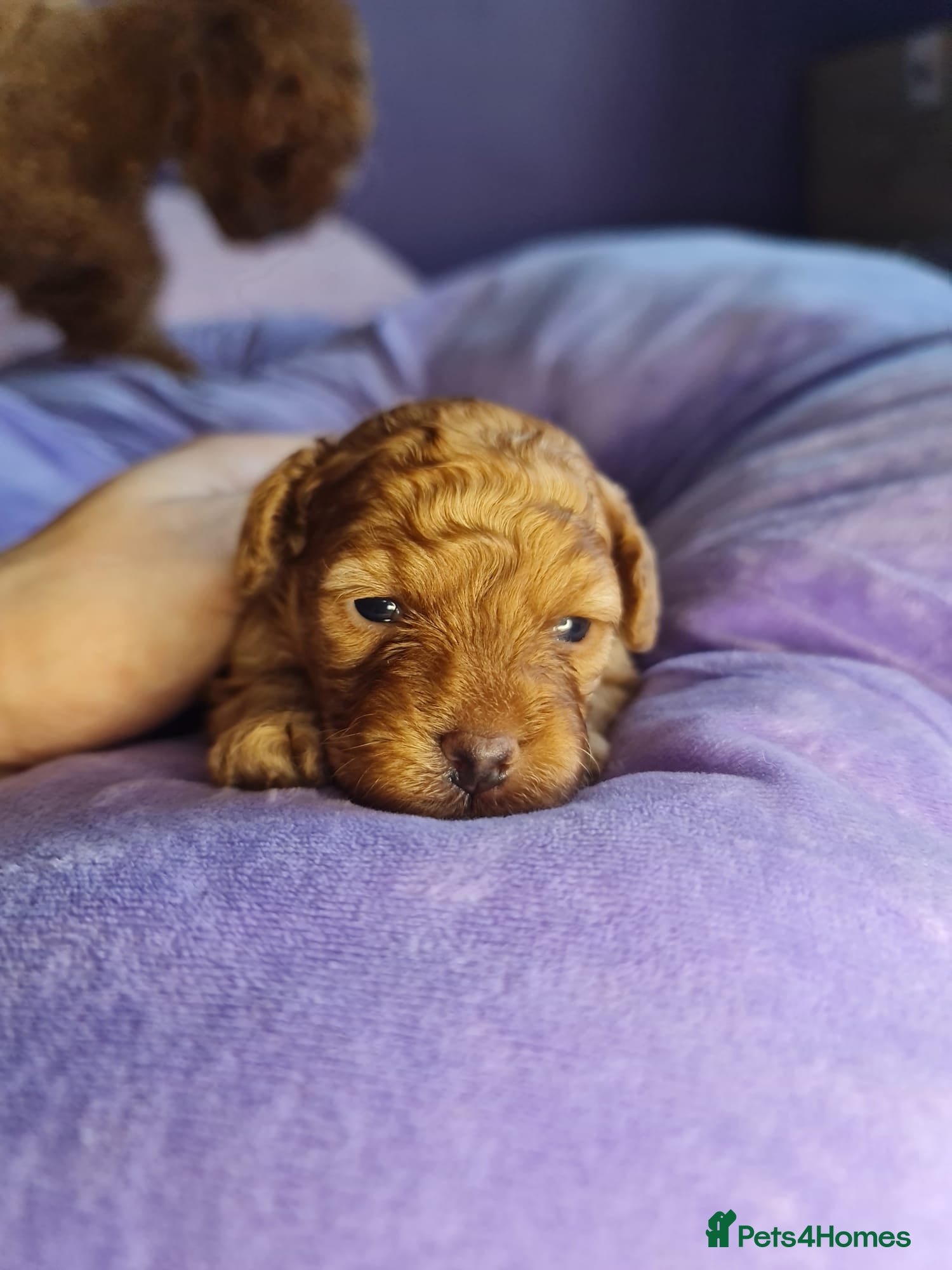 Toy Poodle dogs Last one beautiful mini toy poodle  - Advert 6