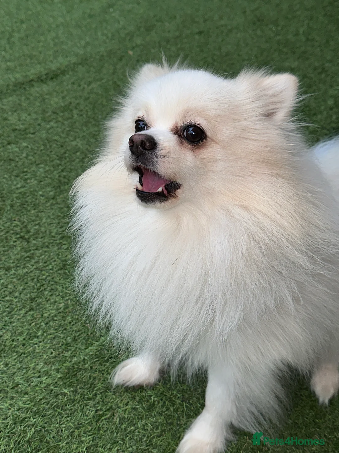 Pomeranian dogs for stud:  White Pomeranian dog “Proven, experienced STUD” in Ilford - Advert 2