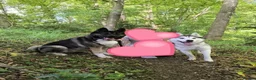 Akita dogs for sale: Rehoming Akita & Husky - Travel ready - Advert 2