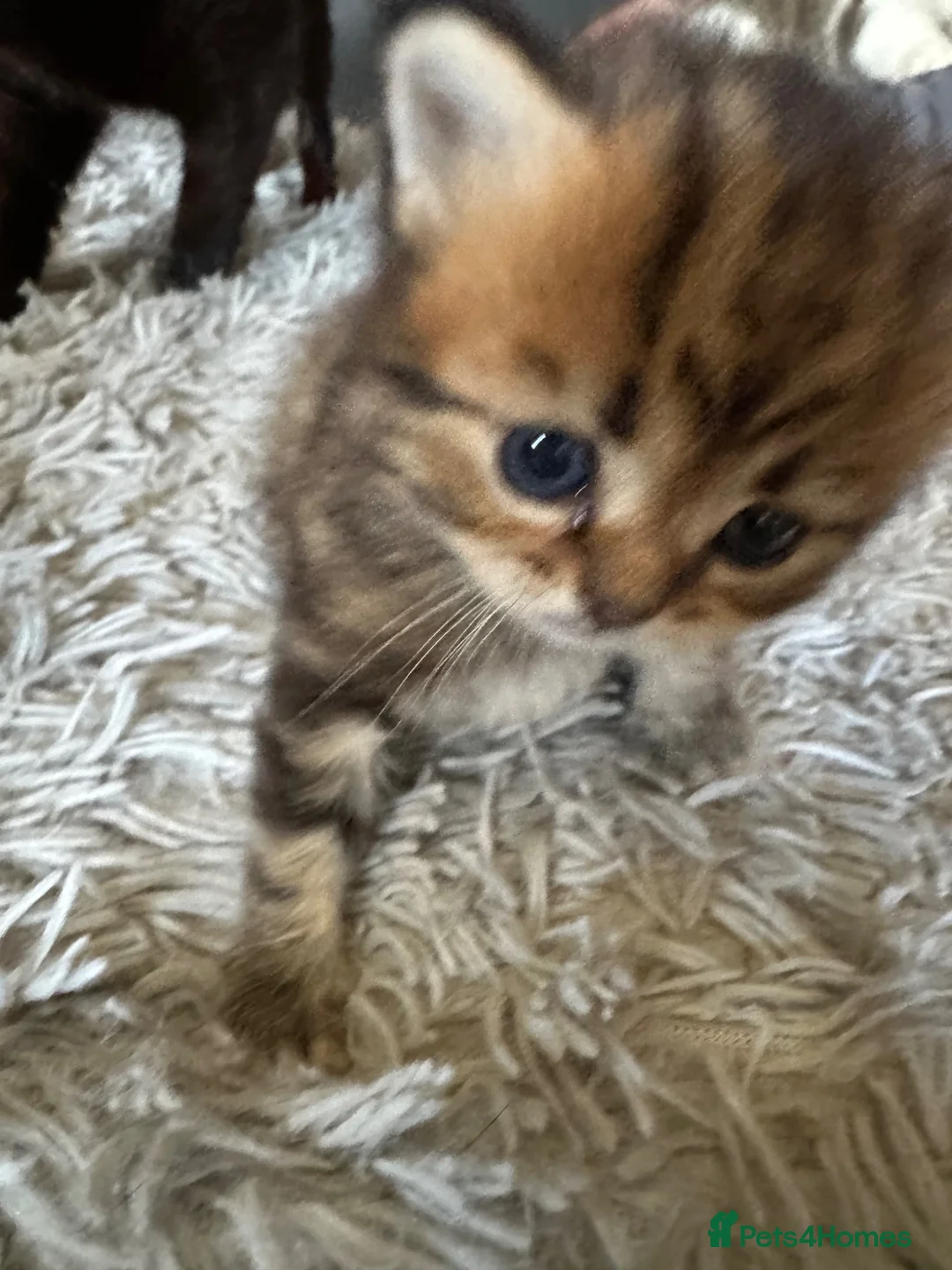 Persian cats for sale: (Half) Persian kittens 😍 - Advert 11