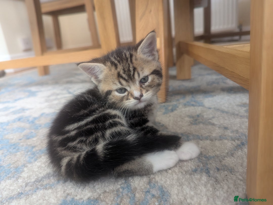 Mixed Breed cats for sale: 2 Sisters 1 Tabby and 1 Tuxedo Persian Mix - Image 8