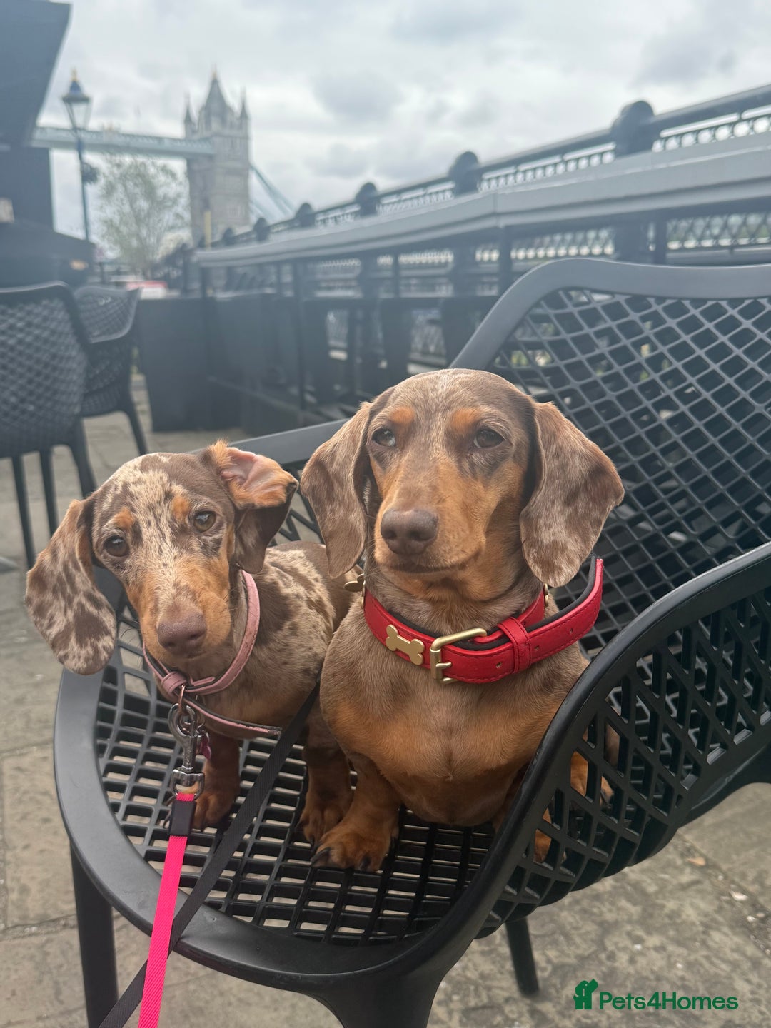 Miniature Dachshund dogs for sale: Miniature dachshund  - Image 2