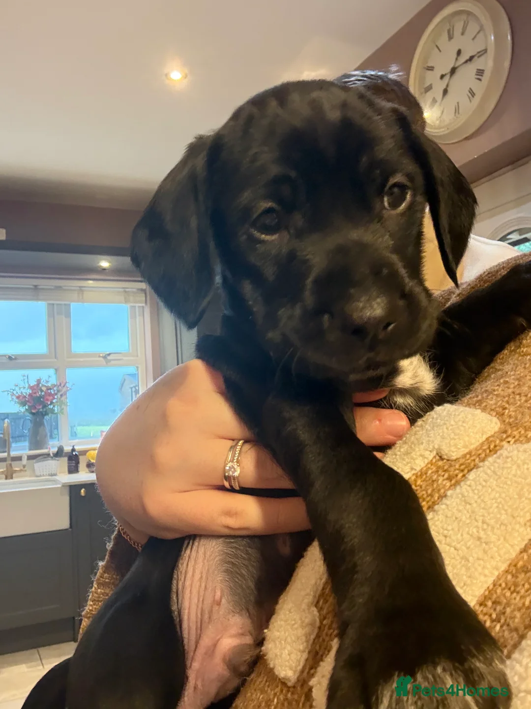 Mixed Breed dogs for sale: Doberman x cocker spaniel puppy in Darlington - Advert 1