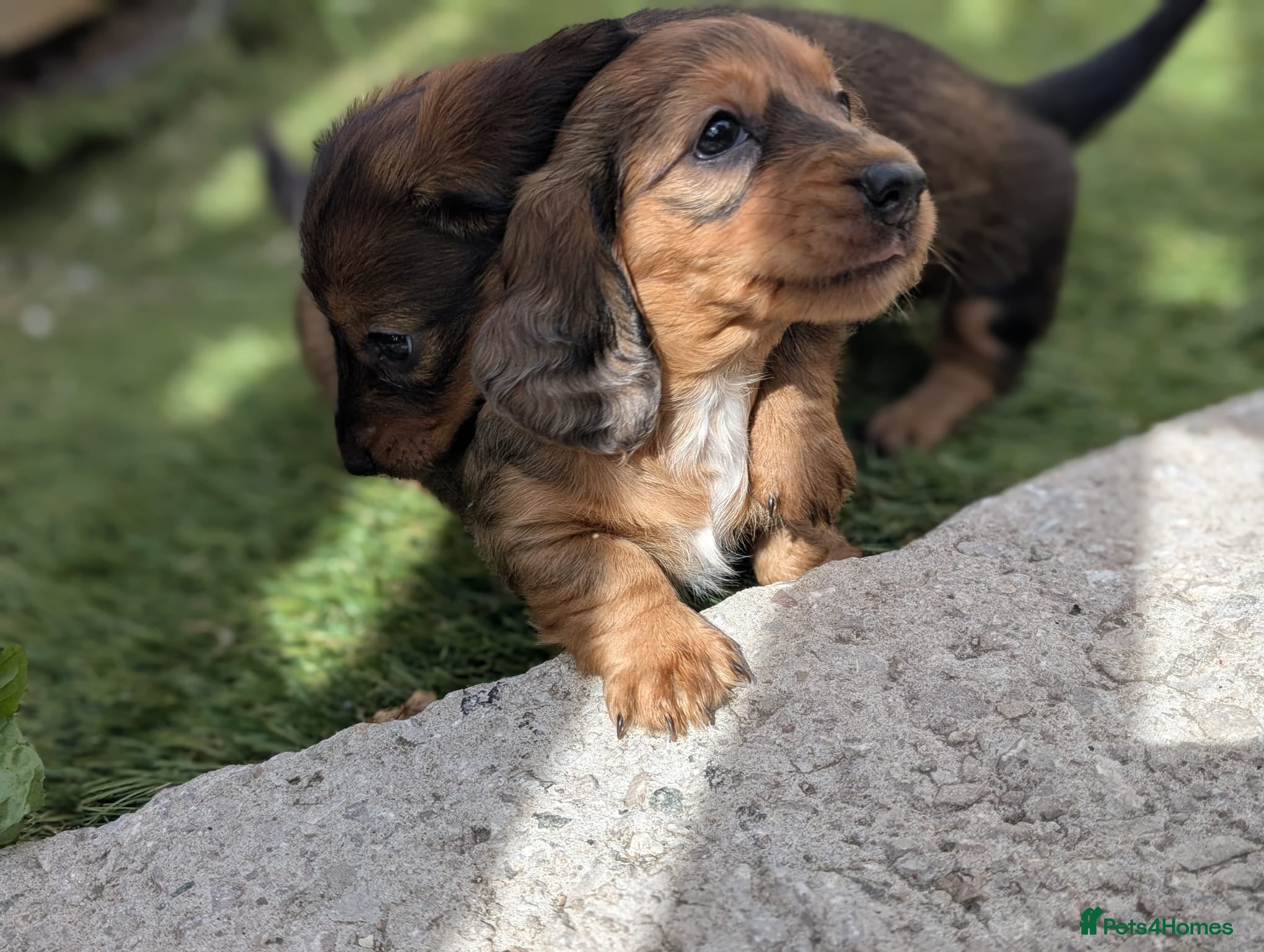Miniature Dachshund dogs Ready in 7 days - Advert 2