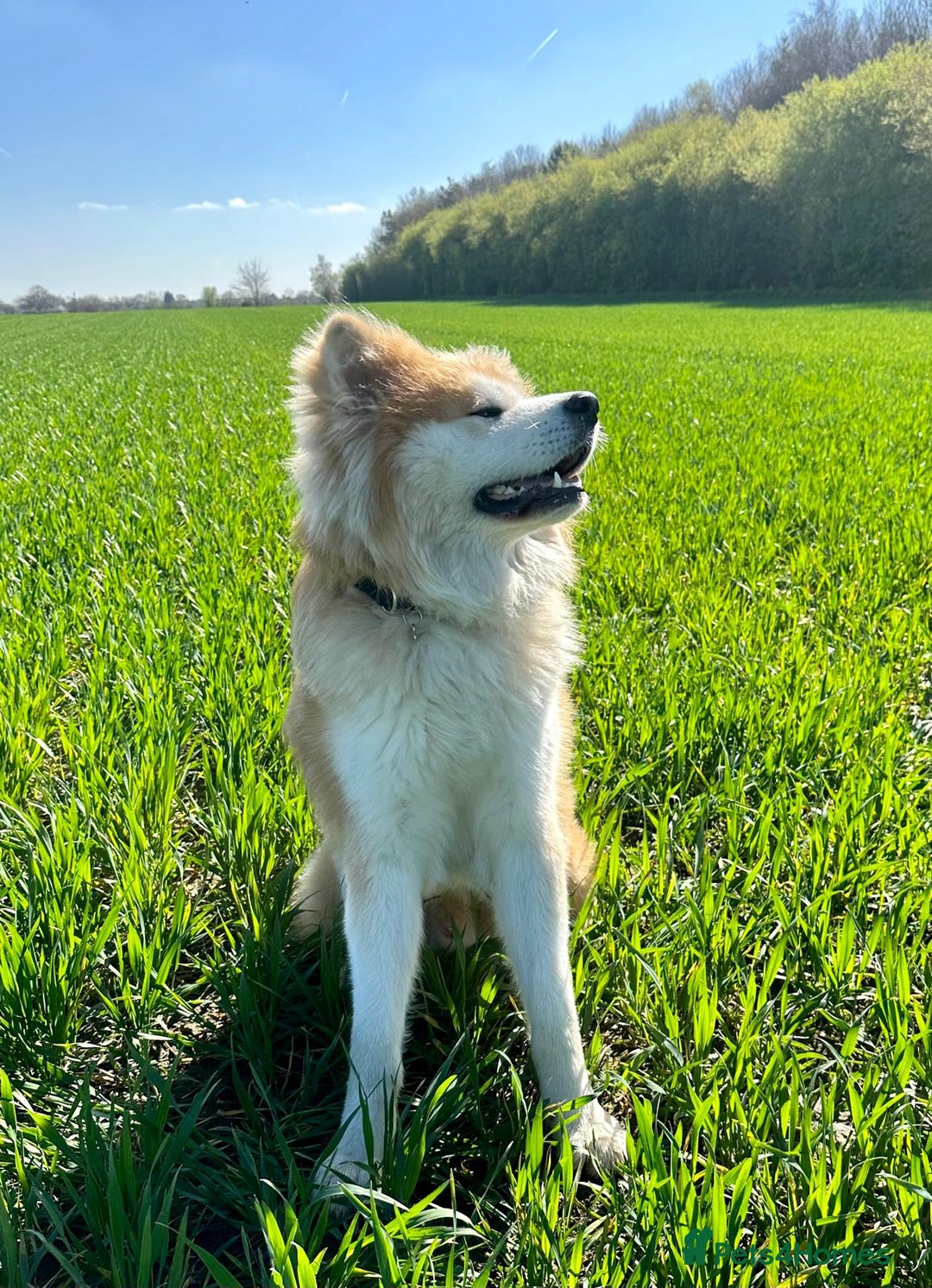 Japanese Akita Inu dogs for stud: 5- Generation KC Pedigree Japanese Akita - inu - Advert 6