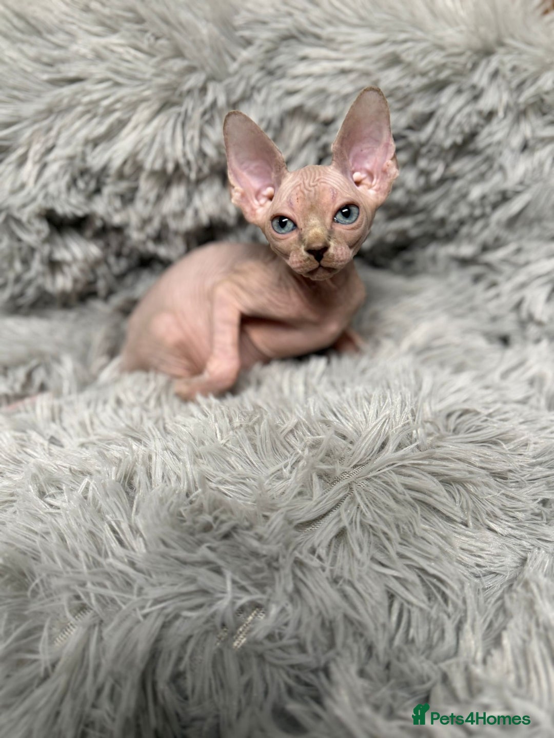 Sphynx cats for sale: TICA Reg Sphynx Kittens, Extensive Genetic Testing - Advert 4