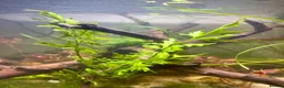 Pufferfish fish for sale: Complete setup available - pea puffers, Corys etc in Worcester - Advert 10