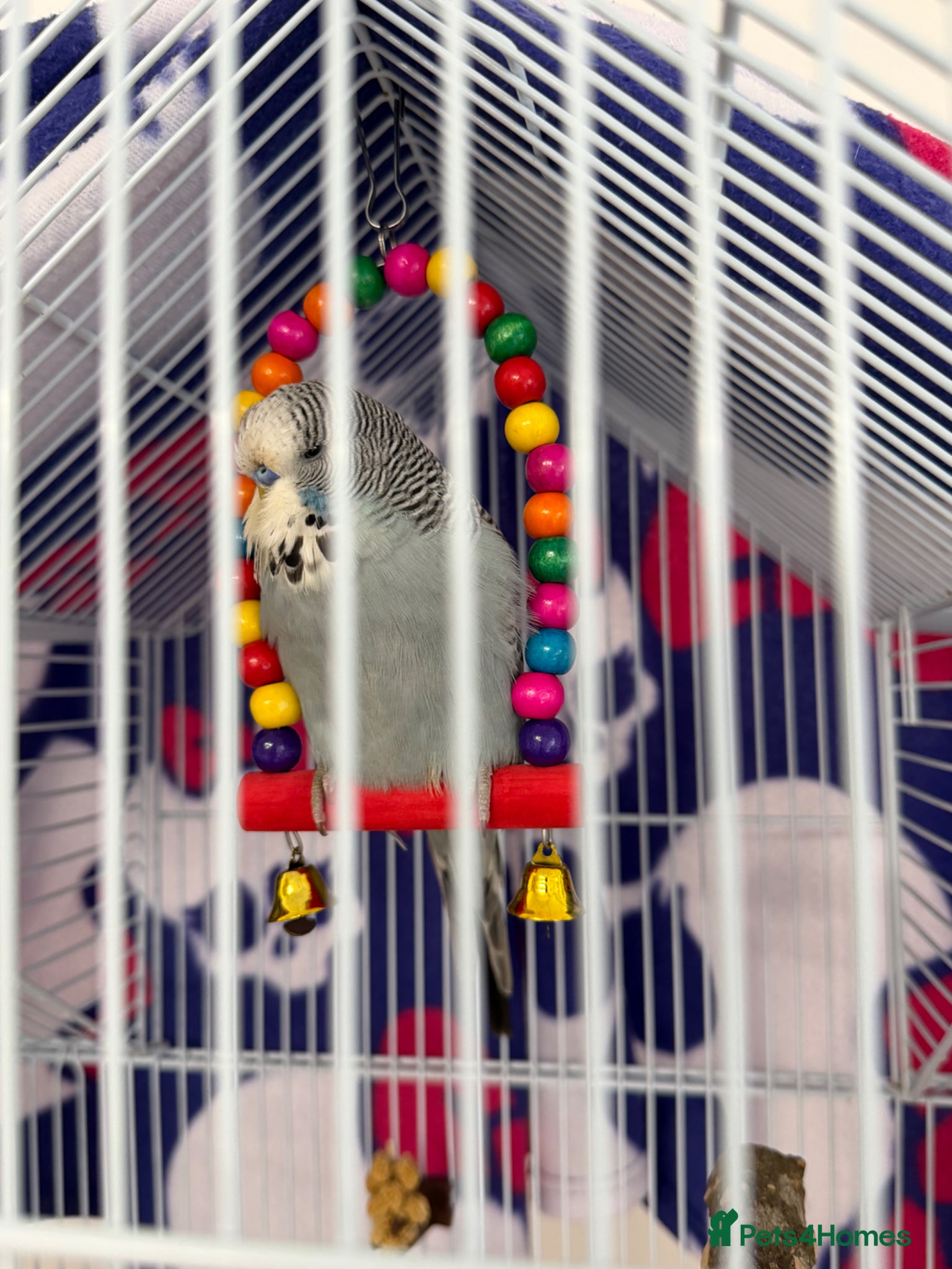 Budgerigars birds Grey budgie  - Advert 12