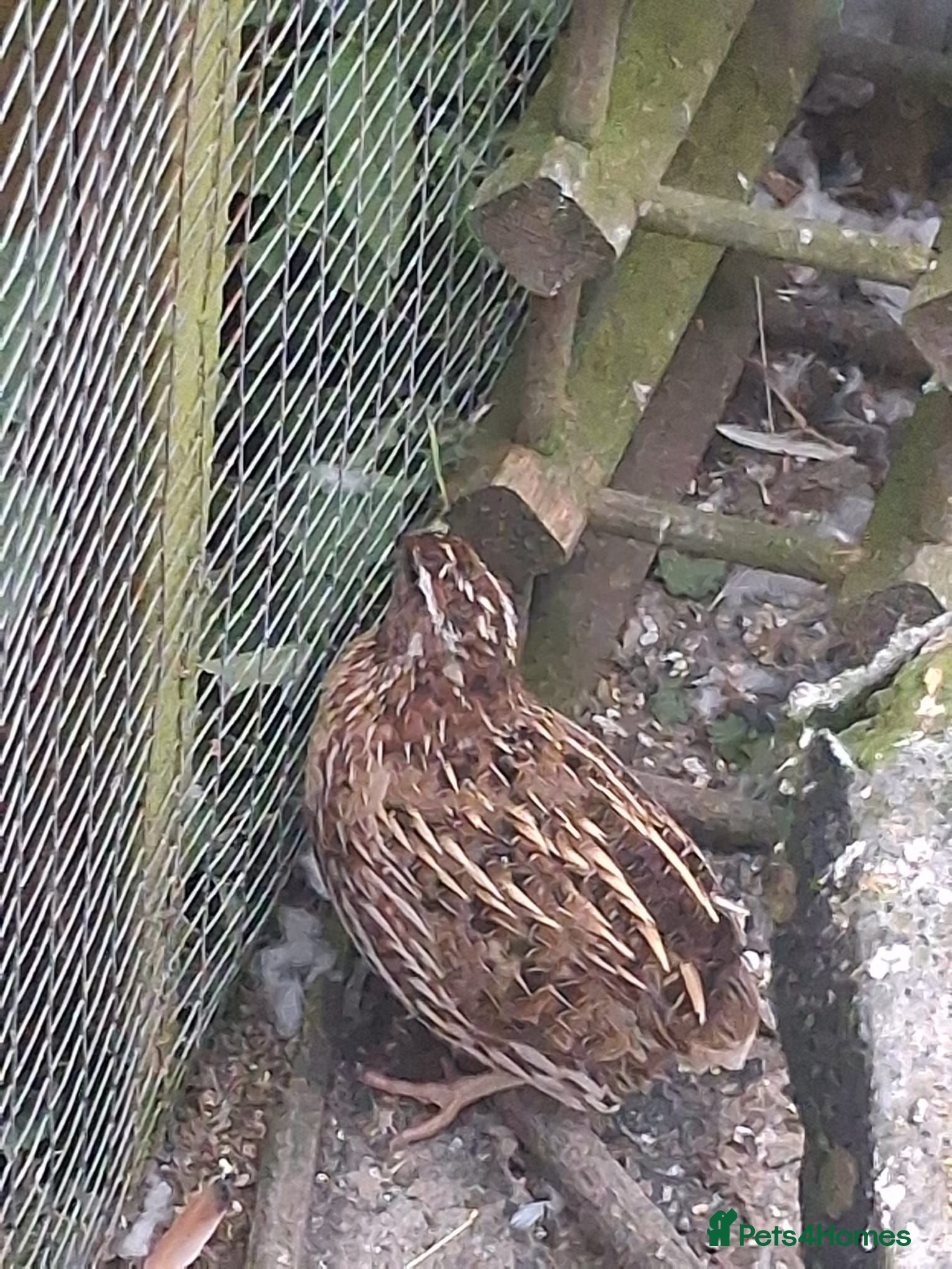 Mixed Breed birds 3 male quails - Advert 11