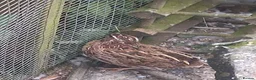 Mixed Breed birds for sale: 3 male quails in Skegness - Advert 1