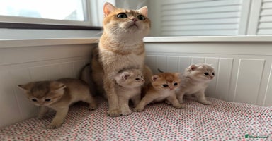 British Shorthair cats - Advert 6