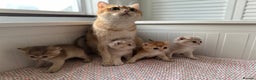 British Shorthair cats for sale: Last British Shorthair Golden kitten GCCF reg - Advert 10