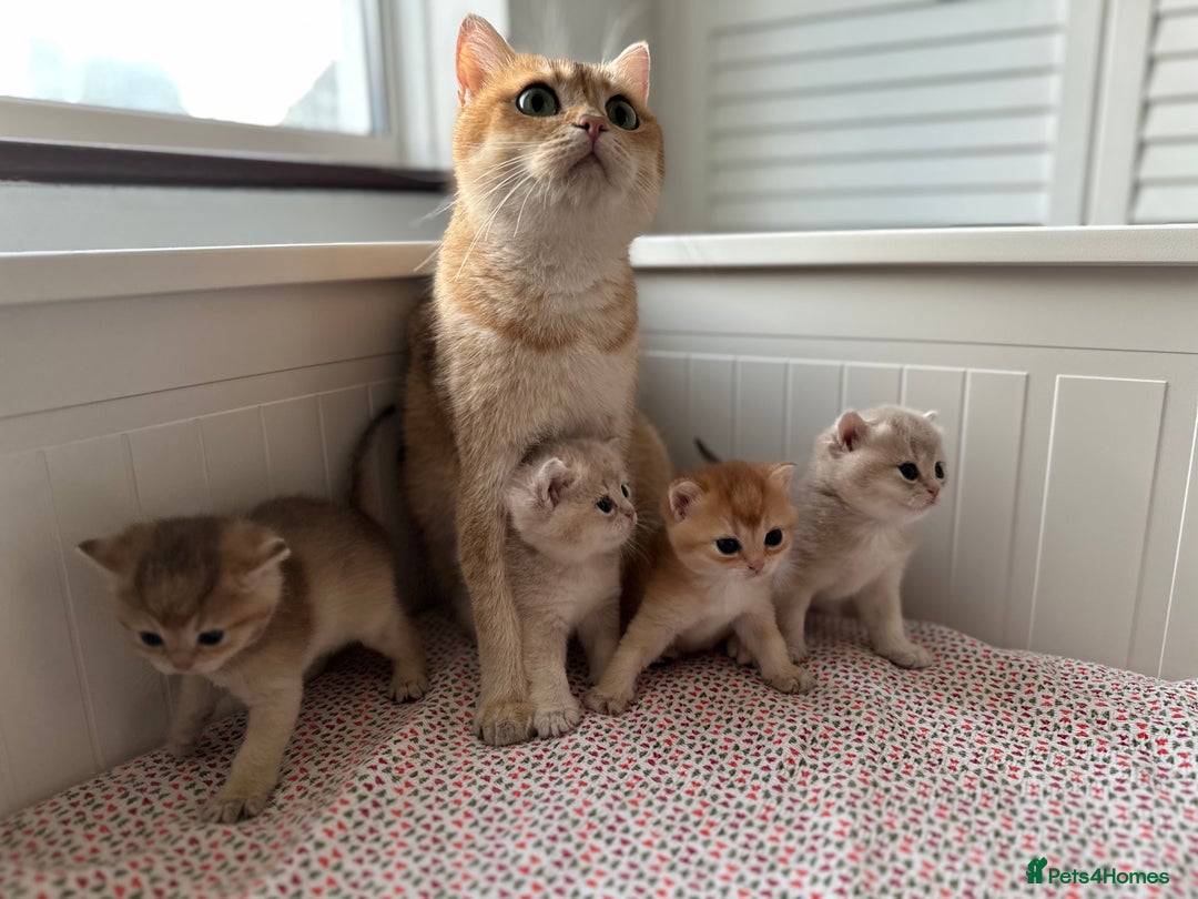 British Shorthair cats for sale: British Shorthair Golden & Bluegolden kitten GCCF - Image 1