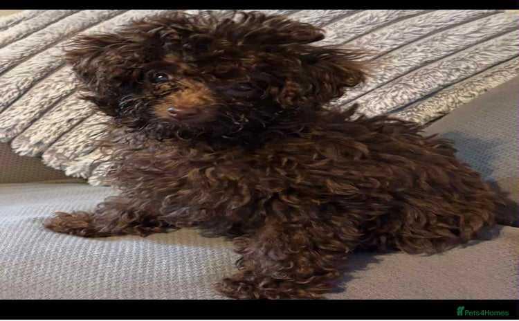 Toy Poodle dogs - Advert 12