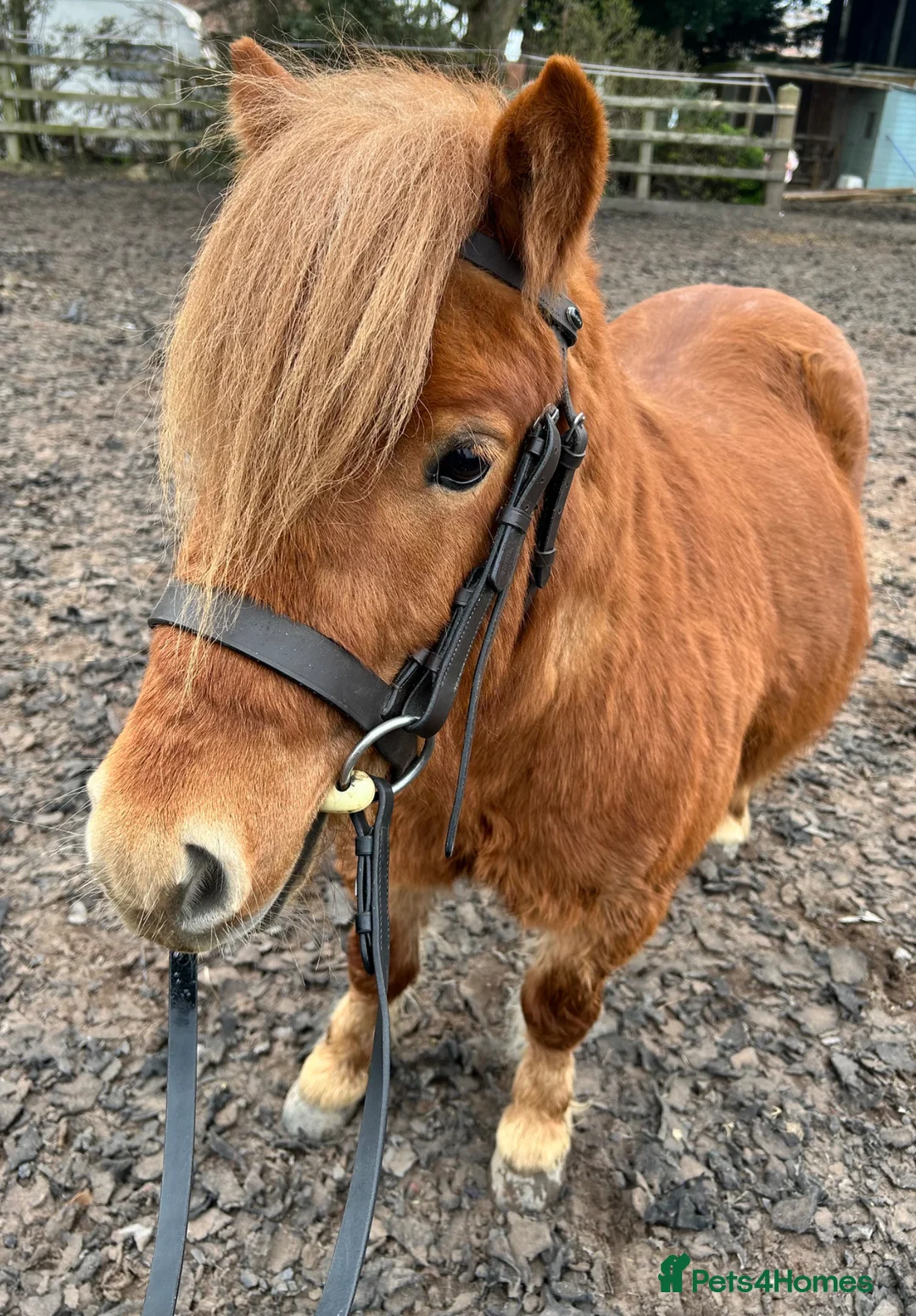 Shetland pony horses for sale: Mawcarse Ernest  in Northallerton - Advert 1