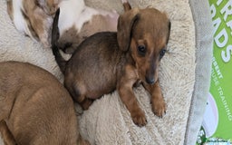 Dachshund dogs for sale: Beautiful Miniature dachshund puppies  - Image 7