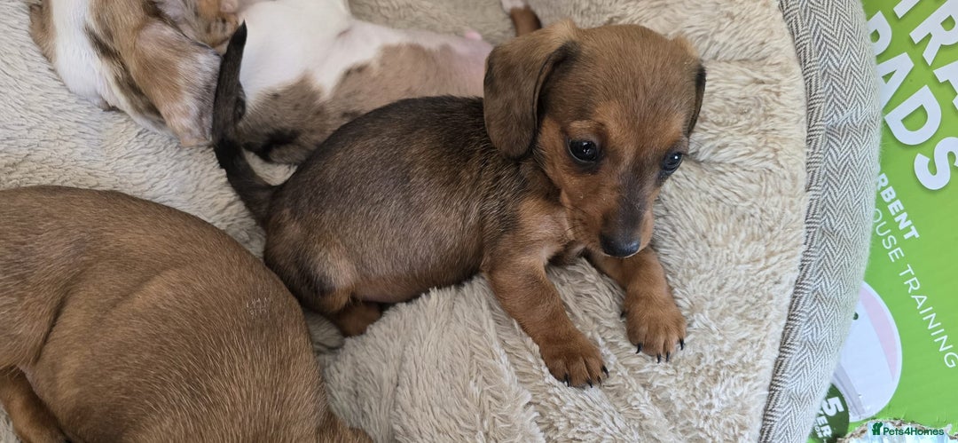 Dachshund dogs for sale: Beautiful Miniature dachshund puppies  - Image 7