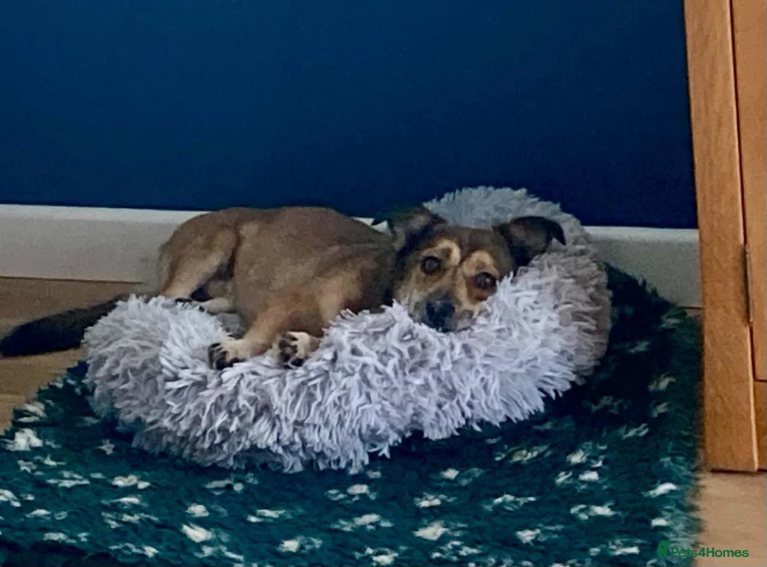 Mixed Breed dogs for adoption: Watson for adoption in Exeter - Advert 1