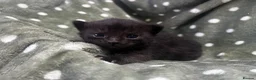 Persian cats for sale: Perfect Persian X Kittens - Advert 6