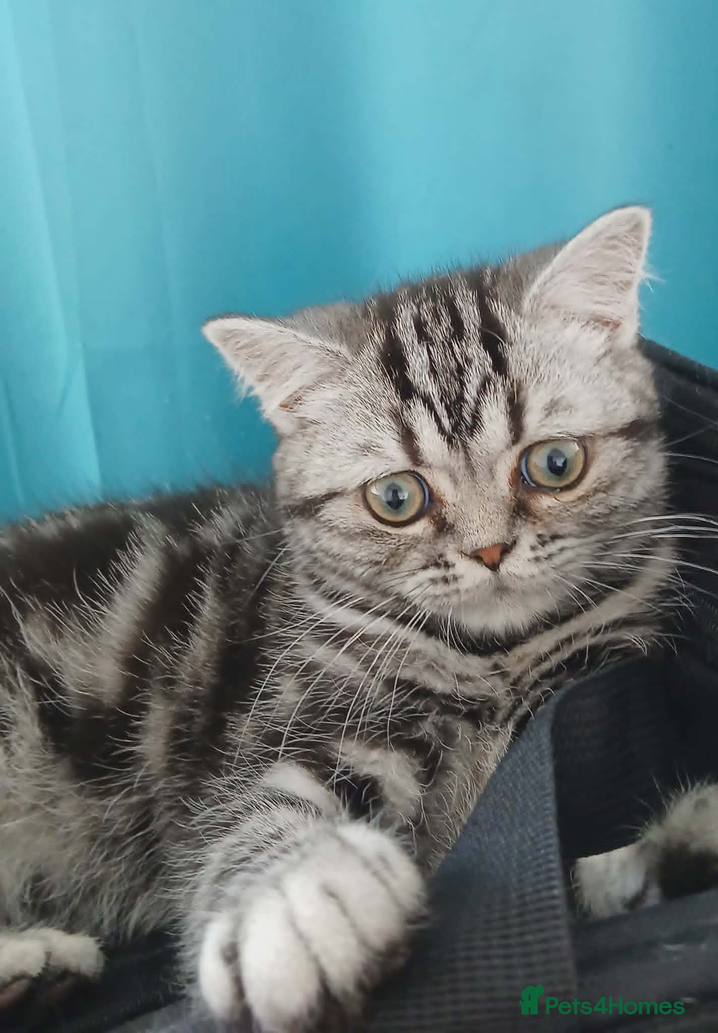 British Shorthair cats Bsh. Silver Classic Tabby . - Advert 12