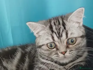 British Shorthair cats Bsh. Silver Classic Tabby . - Advert 12