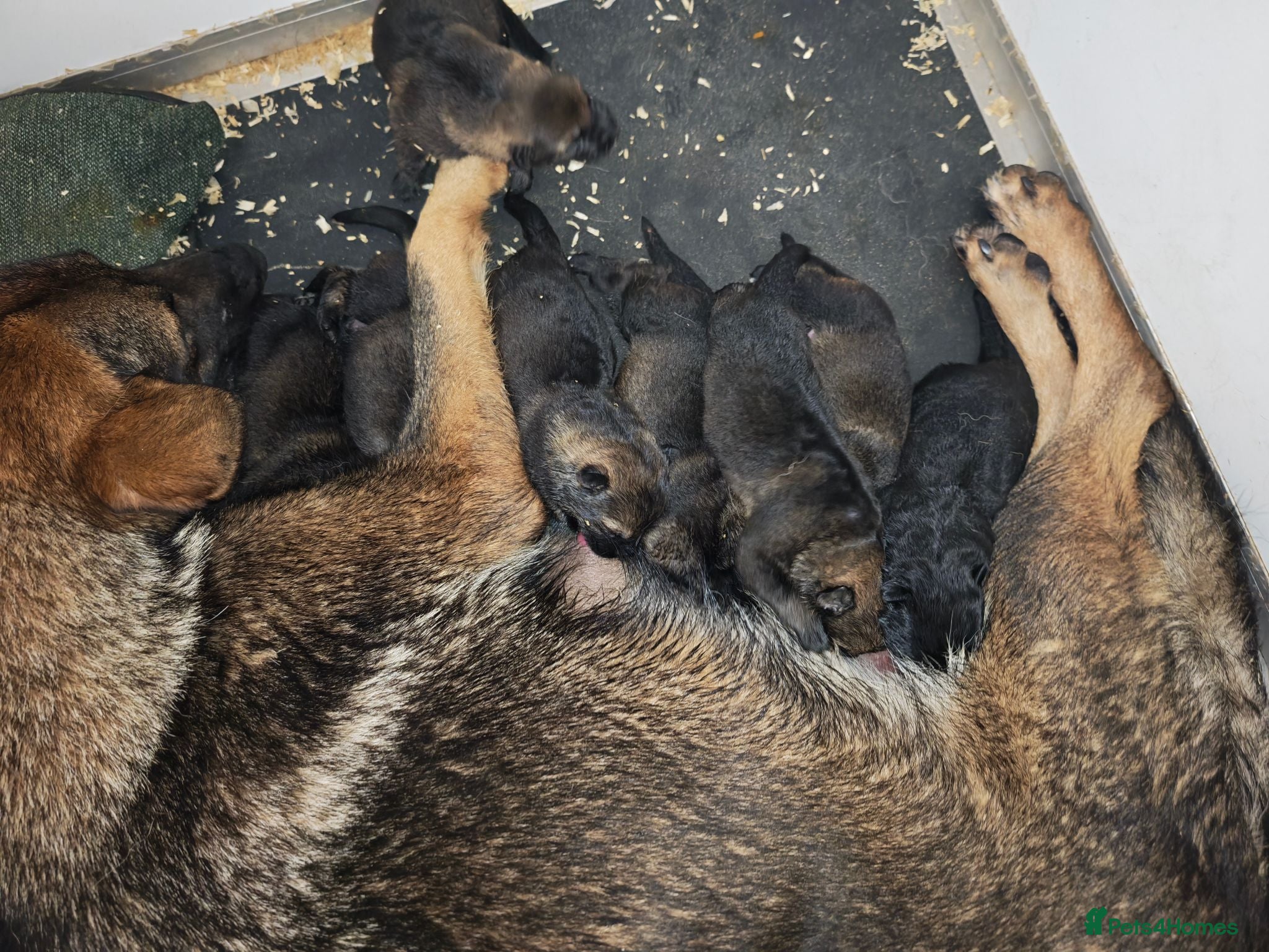 German Shepherd dogs German shepherd by Vom Geolupa Kennels  - Advert 2