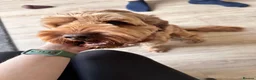 Cockapoo dogs for sale: Lunas - Advert 1