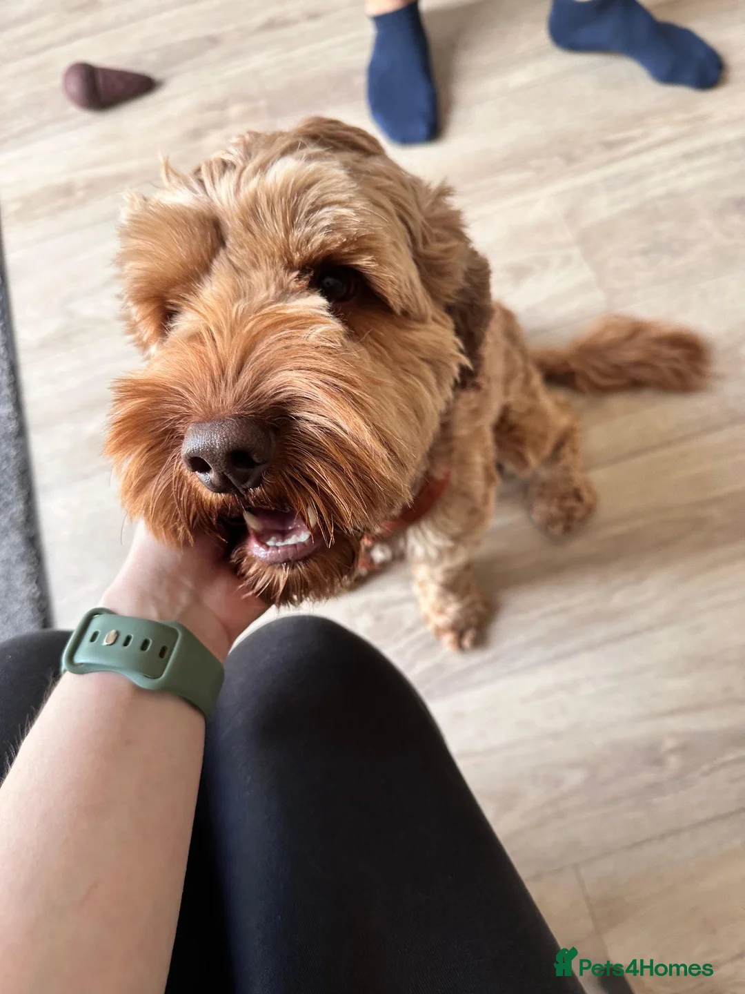 Cockapoo dogs for sale: Lunas - Advert 1