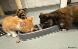 Mixed Breed cats for sale: 2 beautiful kittens left to find a home - Image 10