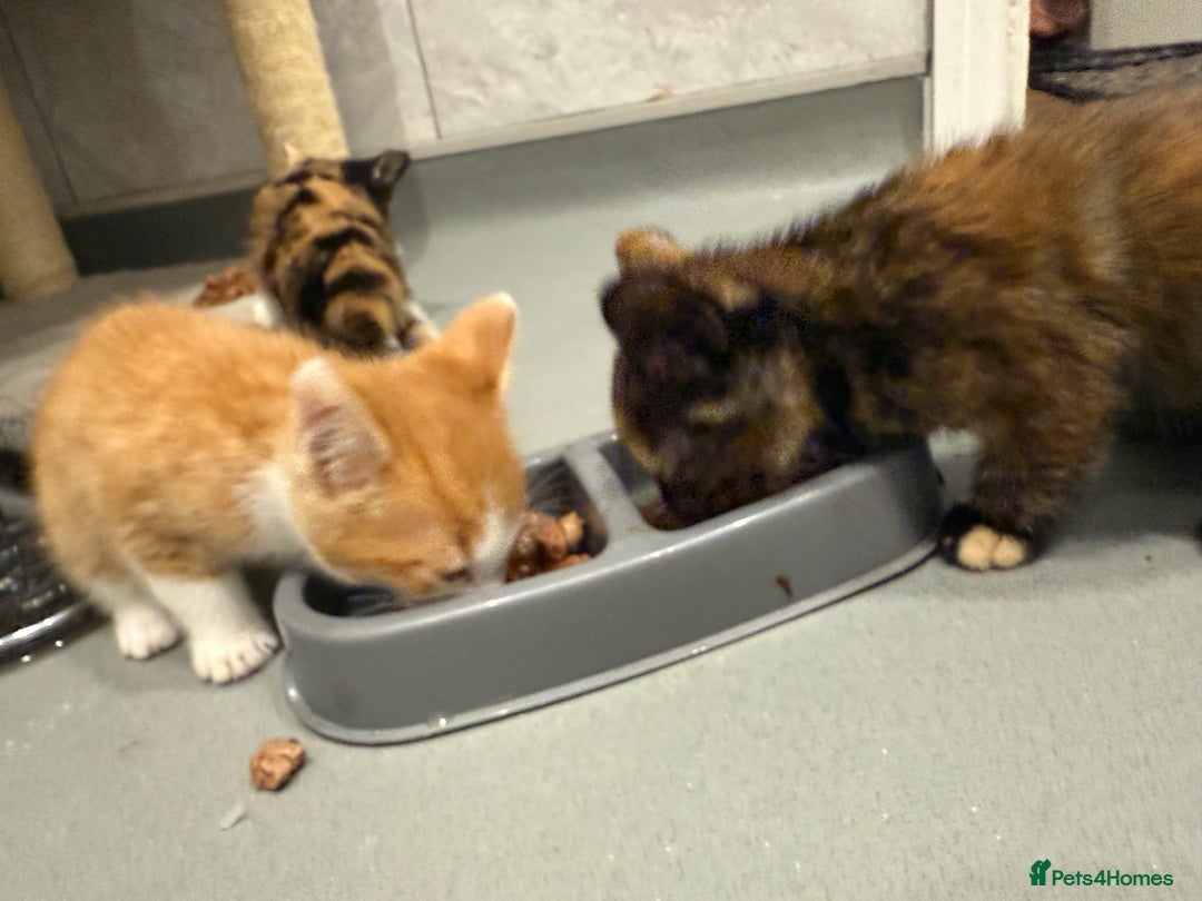 Mixed Breed cats for sale: 2 beautiful kittens left to find a home - Image 10