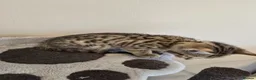 Bengal cats for sale: Male bengal kitten  - Advert 9