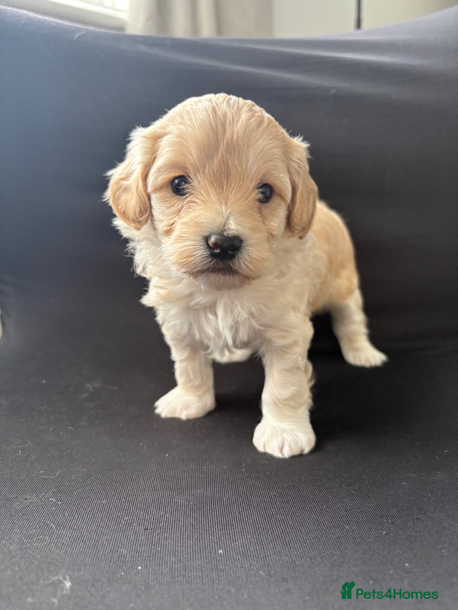 Maltipoo dogs 4 toy maltipoos  - Advert 1