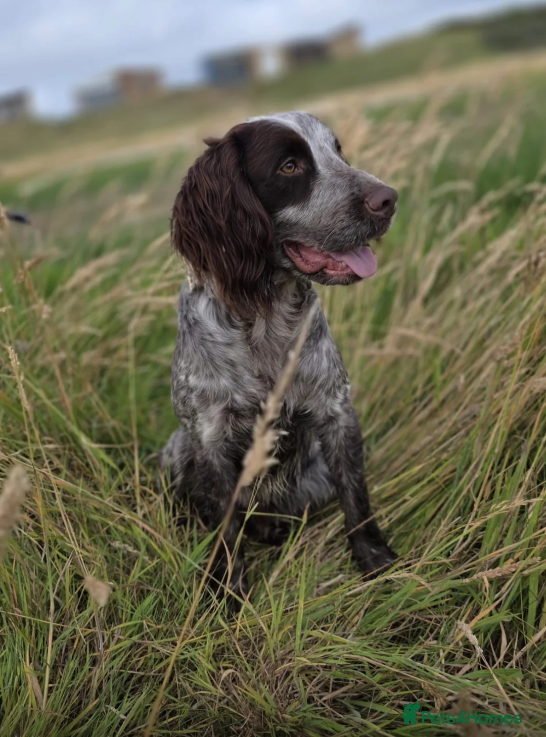 Cocker Spaniel dogs for sale: REDUCED £750 last girl left due to time wasters  - Advert 19