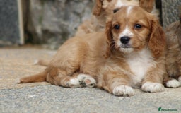 Cavapoo dogs for sale: F1 Cavapoo puppies for sale - Image 14