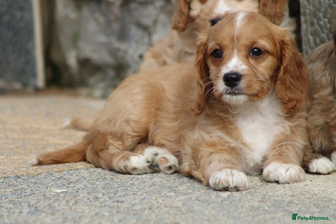 Cavapoo dogs for sale: F1 Cavapoo puppies for sale - Image 14