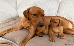 Labrador Retriever dogs for sale: KC Registered Labrador Puppies - Call  **  - Image 5