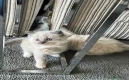 Ragdoll cats for sale: One blue mitted ragdoll boy - Image 5