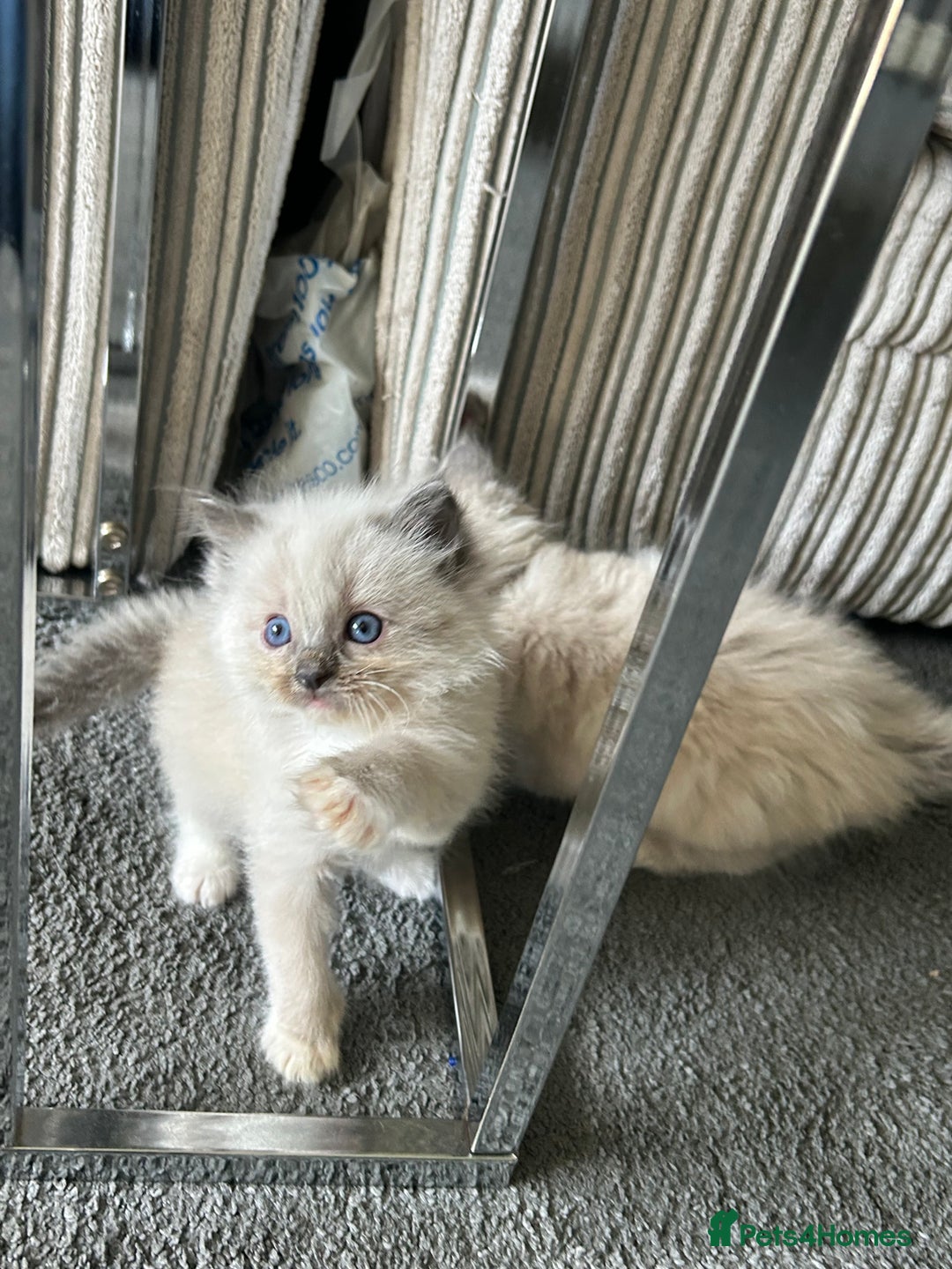 Ragdoll cats for sale: One blue mitted ragdoll boy - Image 5