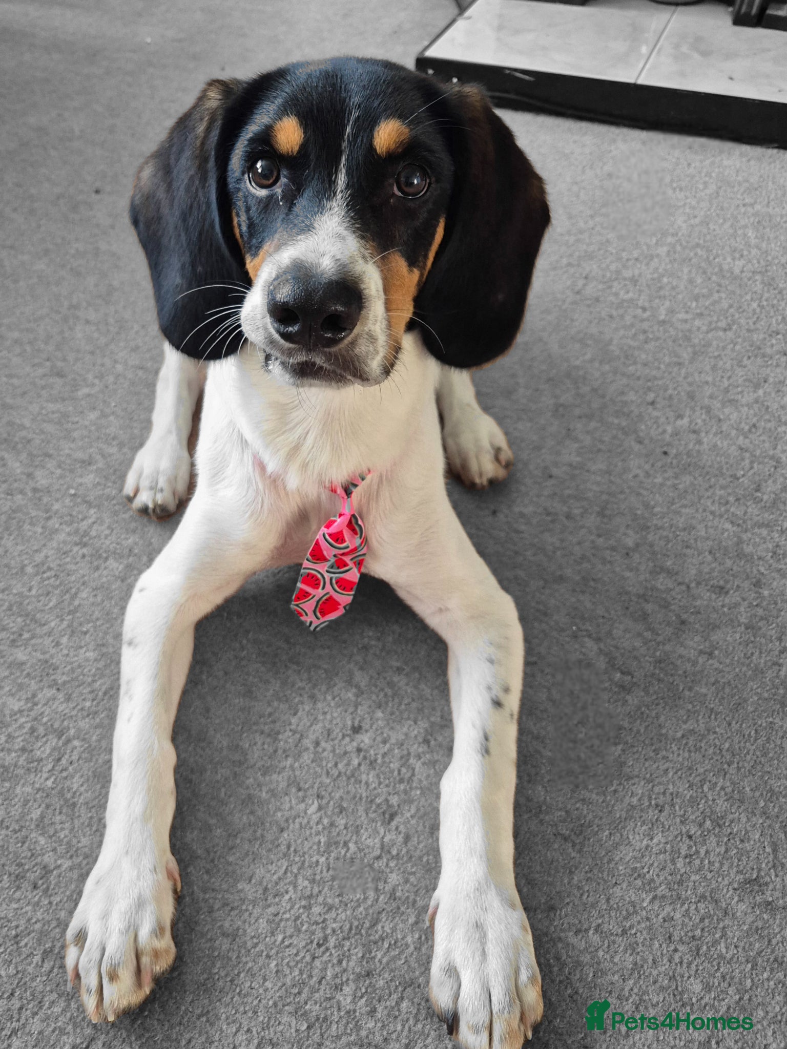 Mixed Breed dogs BUDDY       - Advert 4