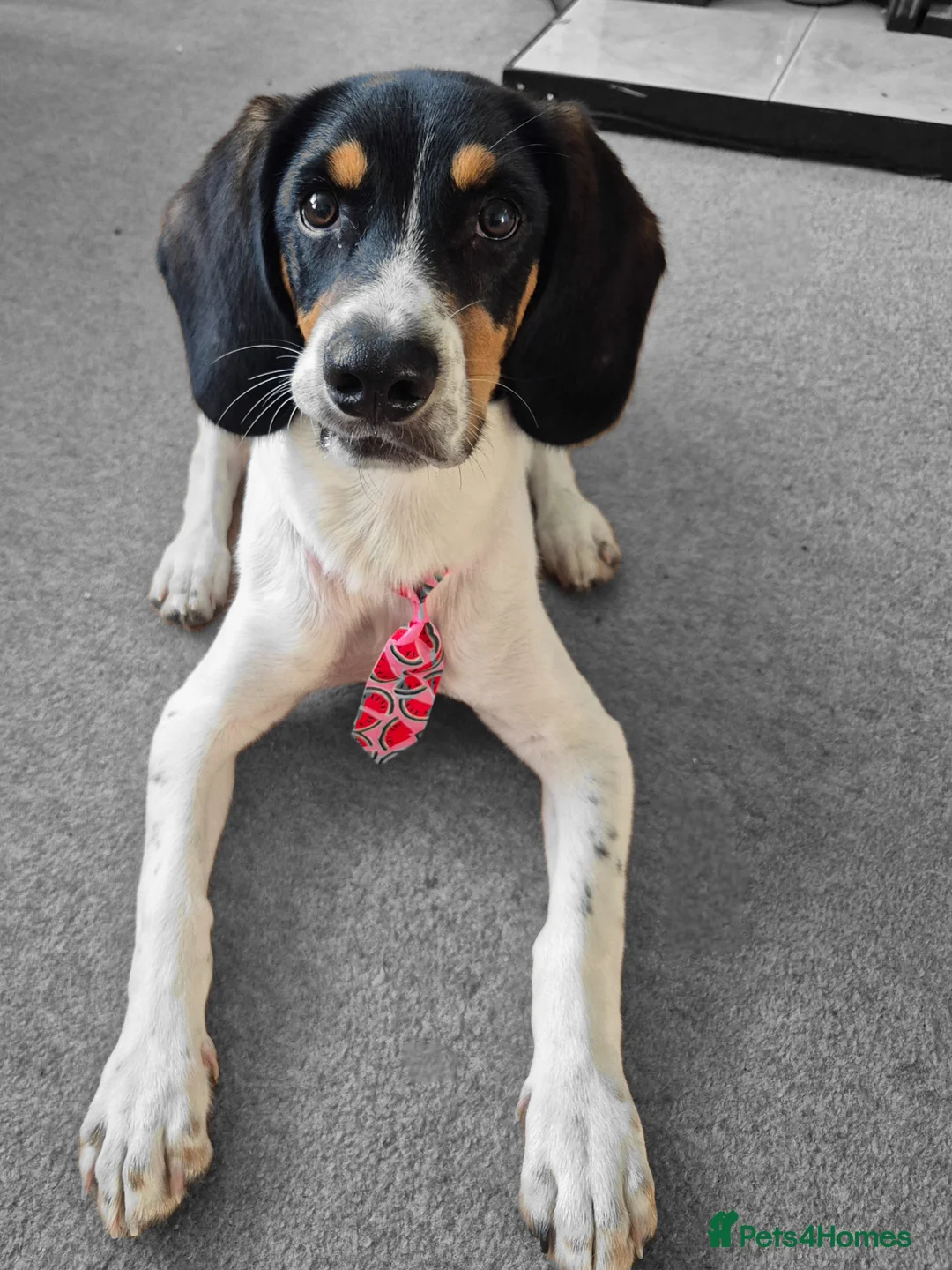 Mixed Breed dogs for sale: BUDDY       - Advert 1