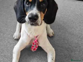 Mixed Breed dogs BUDDY - Advert 4