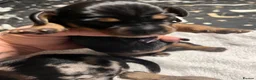 Mixed Breed dogs for sale: Stunning daxi cross pups  in Harleston - Advert 22