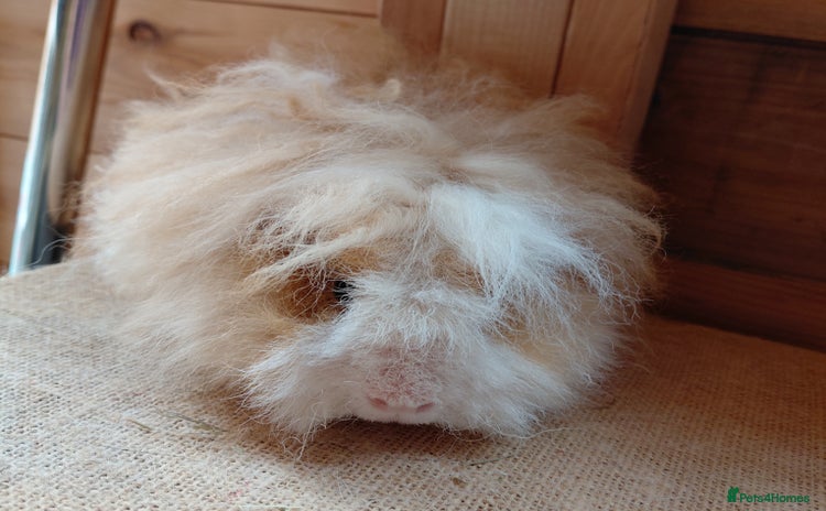 Guinea Pig rodents - Advert 2