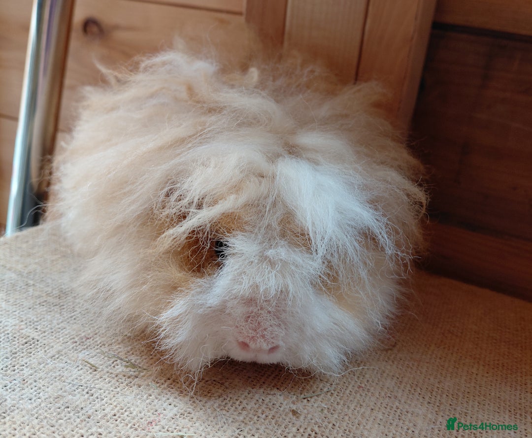 Guinea Pig rodents for sale: Male guinea pigs  - Image 1