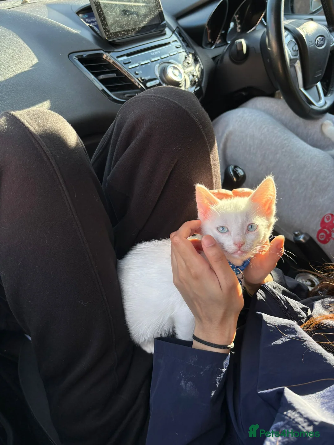 Mixed Breed cats for sale: White and black Kittens  - Advert 2